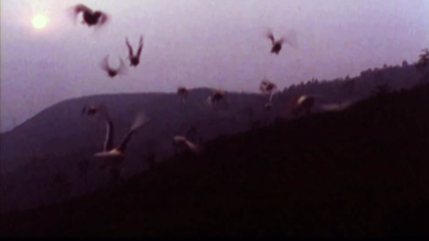 Cuối phim, những lính Pháp tử trận hóa thành những cánh chim câu.