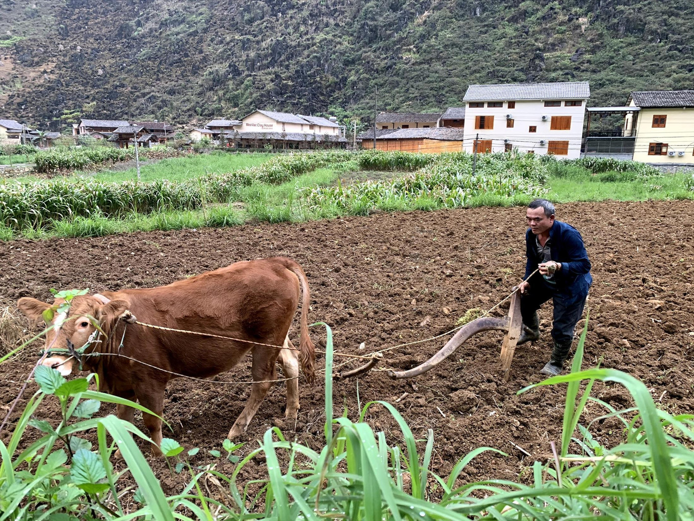 Dự thảo Luật Đất đai sửa đổi hướng tới đẩy mạnh tích tụ, tập trung đất đai, giảm tình trạng đất nông nghiệp bỏ hoang. Ảnh minh họa: Như Ý
