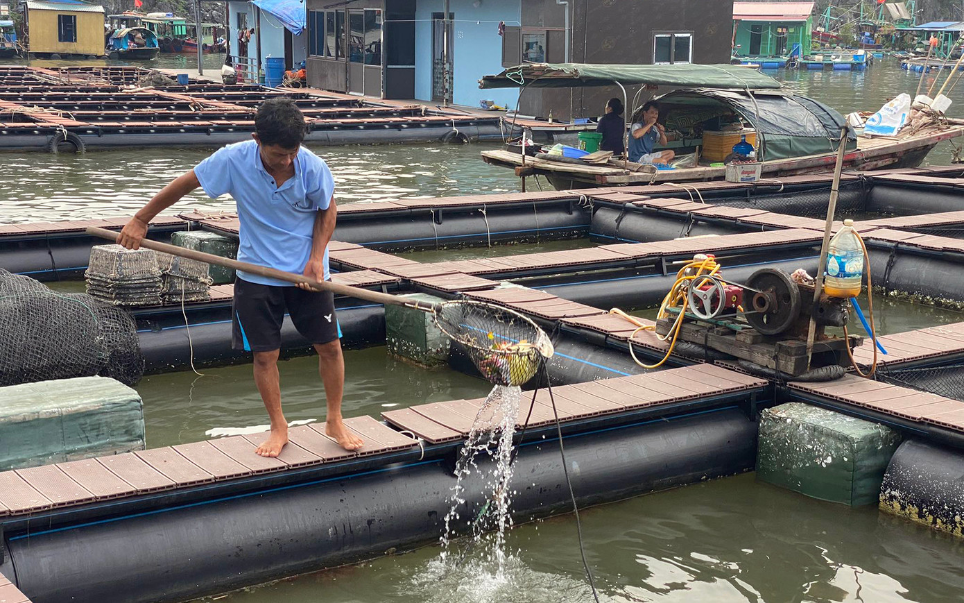 Ông Trần Văn Nhân vớt rác trong ô lồng nuôi cá mới đóng bằng nhựa HDPE. Ảnh: Nguyễn Hoàn