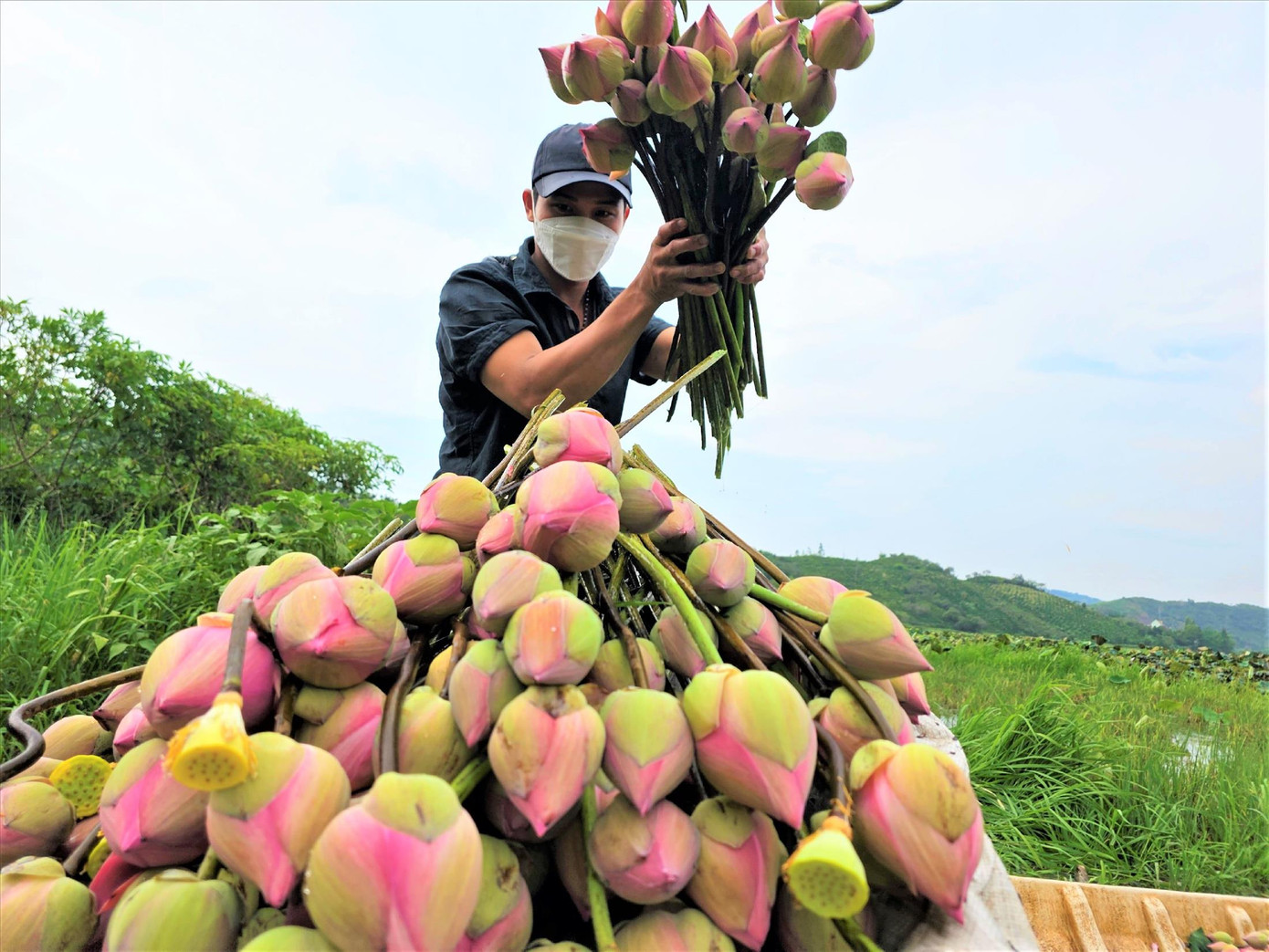 Người dân thu hoạch hoa sen Người dân thu hoạch hoa sen
