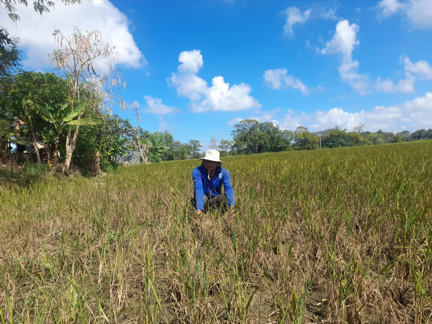 Hạn hán nghiêm trọng ở ĐBSCL vào cao điểm mùa khô Ảnh: Cảnh Kỳ Hạn hán nghiêm trọng ở ĐBSCL vào cao điểm mùa khô Ảnh: Cảnh Kỳ