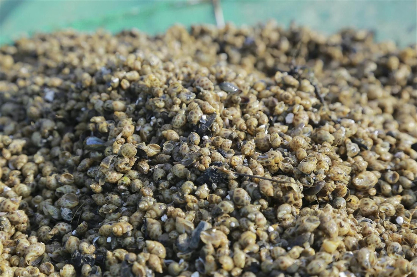 Ốc hương chết hàng loạt khiến người nuôi thiệt hại nặng Ốc hương chết hàng loạt khiến người nuôi thiệt hại nặng