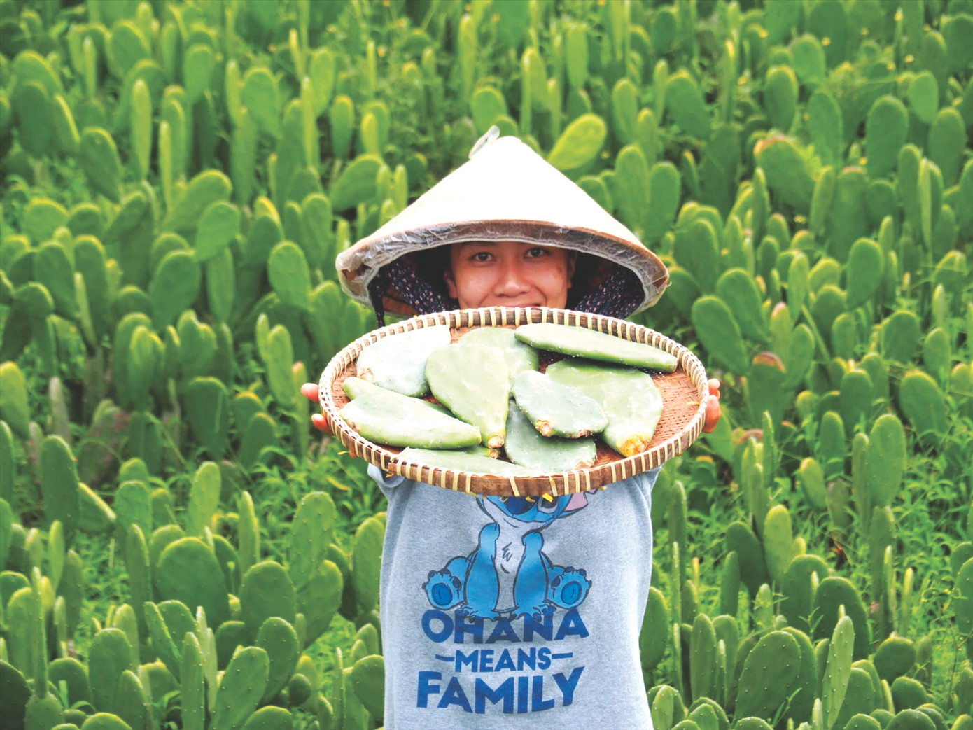 Xương rồng tai thỏ từ cây mọc hoang thành sản phẩm khởi nghiệp độc đáo. Ảnh: U.P Xương rồng tai thỏ từ cây mọc hoang thành sản phẩm khởi nghiệp độc đáo. Ảnh: U.P