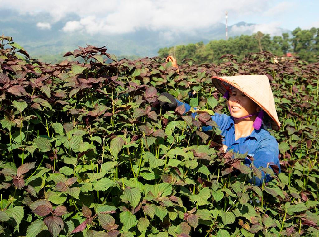 Người nông dân thu hoạch tía tô
