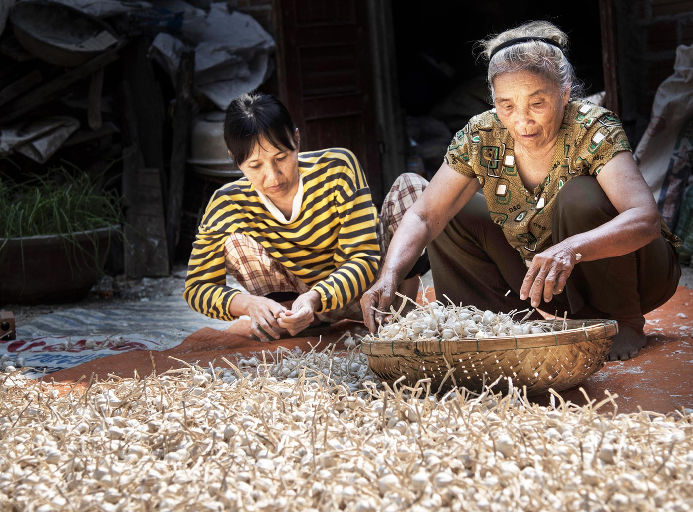 Dù nông dân canh tác rất khó khăn, nhưng hành, tỏi vẫn bán với giá thấp Ảnh: Văn Chương Dù nông dân canh tác rất khó khăn, nhưng hành, tỏi vẫn bán với giá thấp Ảnh: Văn Chương