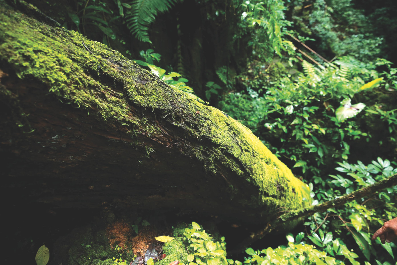 Gốc cây đổ ngang trong khu Cốc Tình được giữ nguyên, lâu ngày trở thành một vẻ đẹp mới được du khách yêu thích