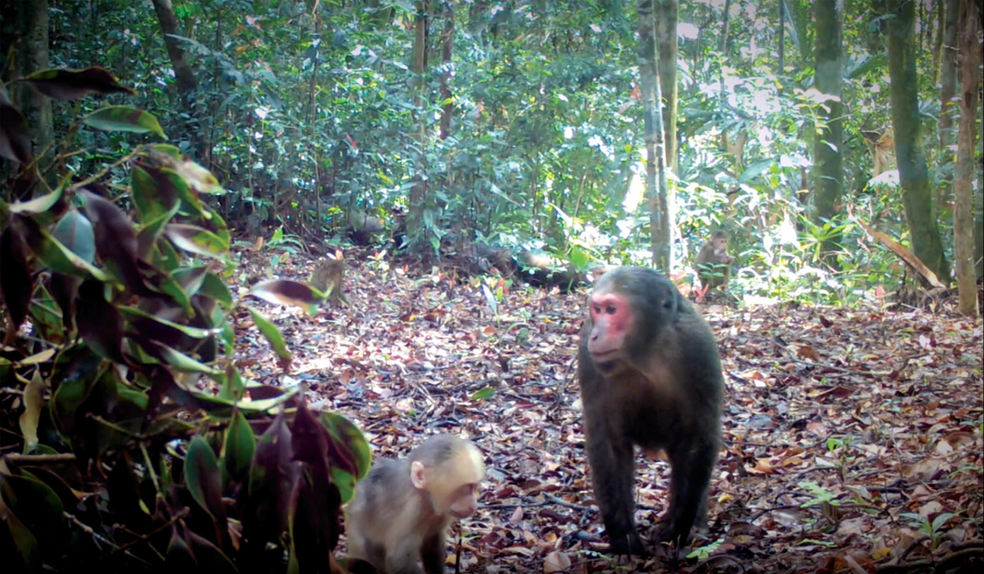 Đàn khỉ mặt đỏ nguy cấp, quý hiếm xuất hiện trong khu vực rừng thuộc lâm phần Khu BTTN Bắc Hướng Hóa quản lý