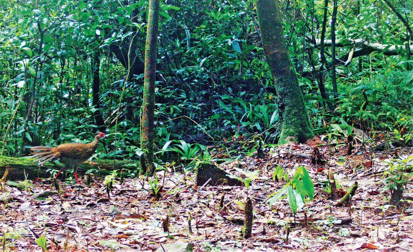 Cá thể gà lôi trắng được máy bẫy ảnh chụp lại