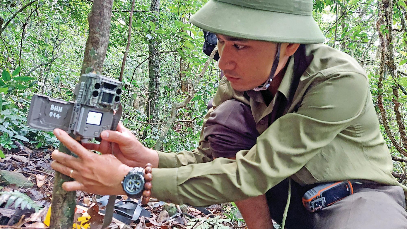 Nhân viên Khu BTTN Bắc Hướng Hóa đặt bẫy ảnh động vật trong lâm phần quản lý