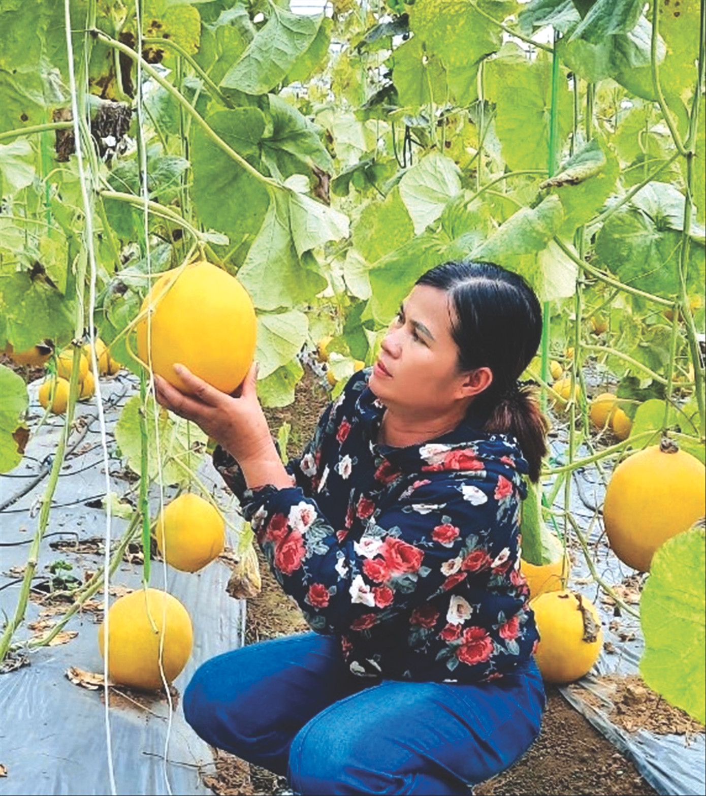 Vườn dưa của anh Nguyễn Văn Võ trồng theo công nghệ cao Vườn dưa của anh Nguyễn Văn Võ trồng theo công nghệ cao