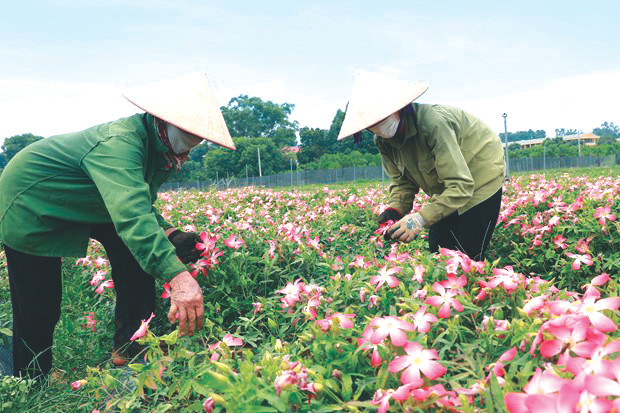 Việc thay đổi mô hình trồng ngô, sắn sang trồng sâm Bố Chính giúp người dân thu nhập tốt hơn Việc thay đổi mô hình trồng ngô, sắn sang trồng sâm Bố Chính giúp người dân thu nhập tốt hơn