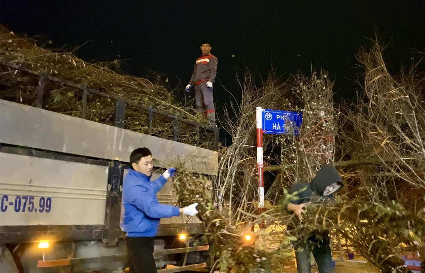 Tranh thủ vận chuyển, cắt tỉa vào đêm khuya