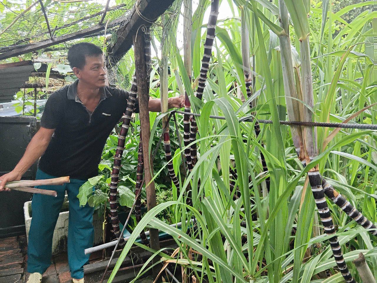 Bụi mía quý giá của gia đình anh Thúc.