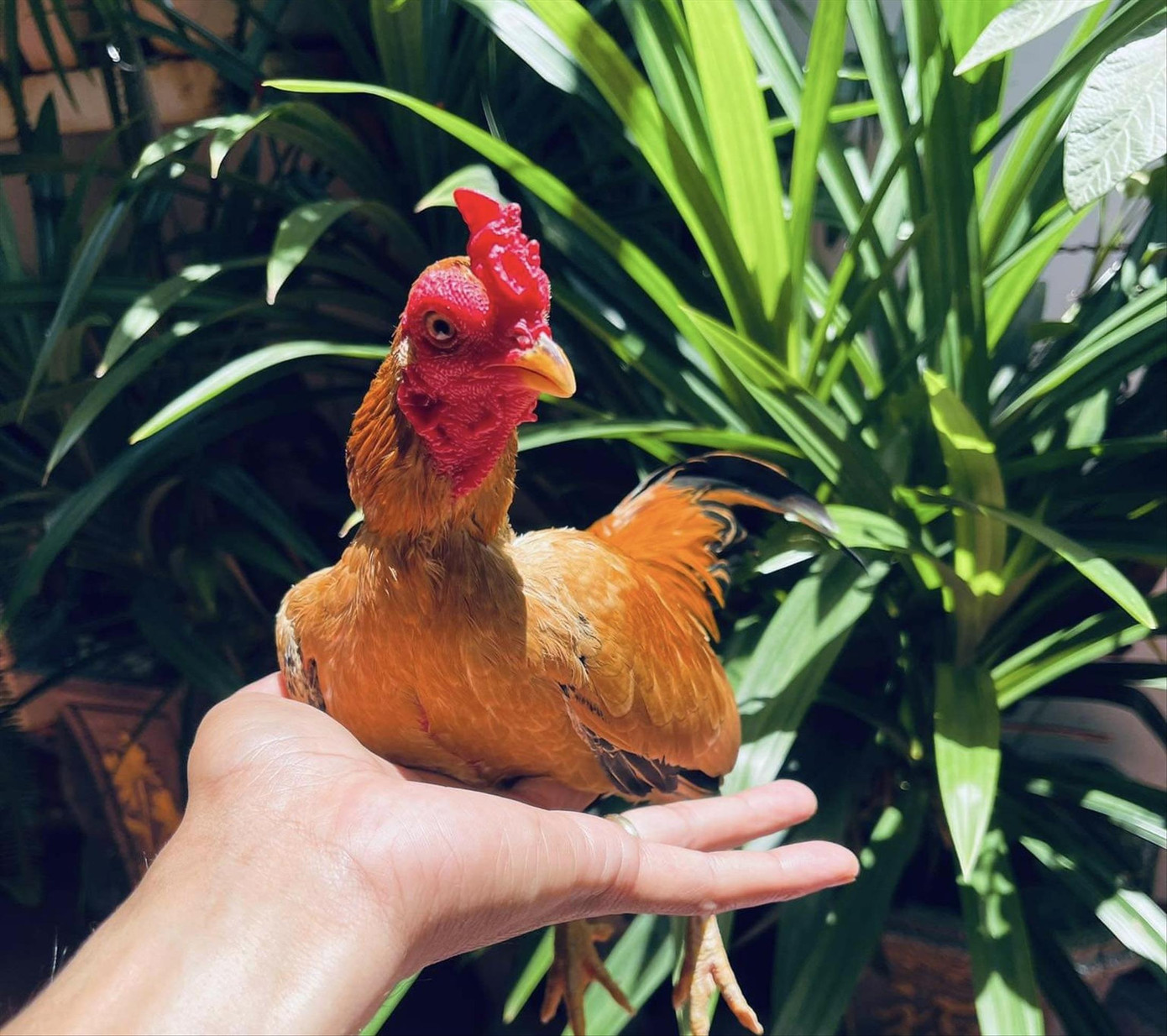 Cộc Vàng - một trong những cá thể gà tre Bắc cộc đẹp nhất mà anh Nguyễn Xuân Huy đang sở hữu. Có người đã trả giá 220 triệu đồng nhưng anh vẫn không bán