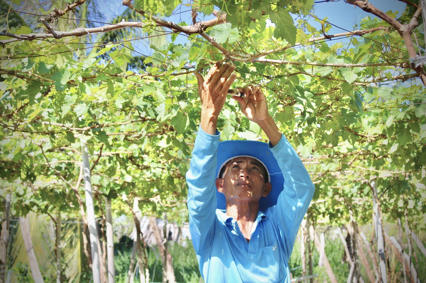 Một số vườn nho tại thôn Thái An đã bị khô héo vì thiếu nước Ảnh: KHÁNH NGUYÊN