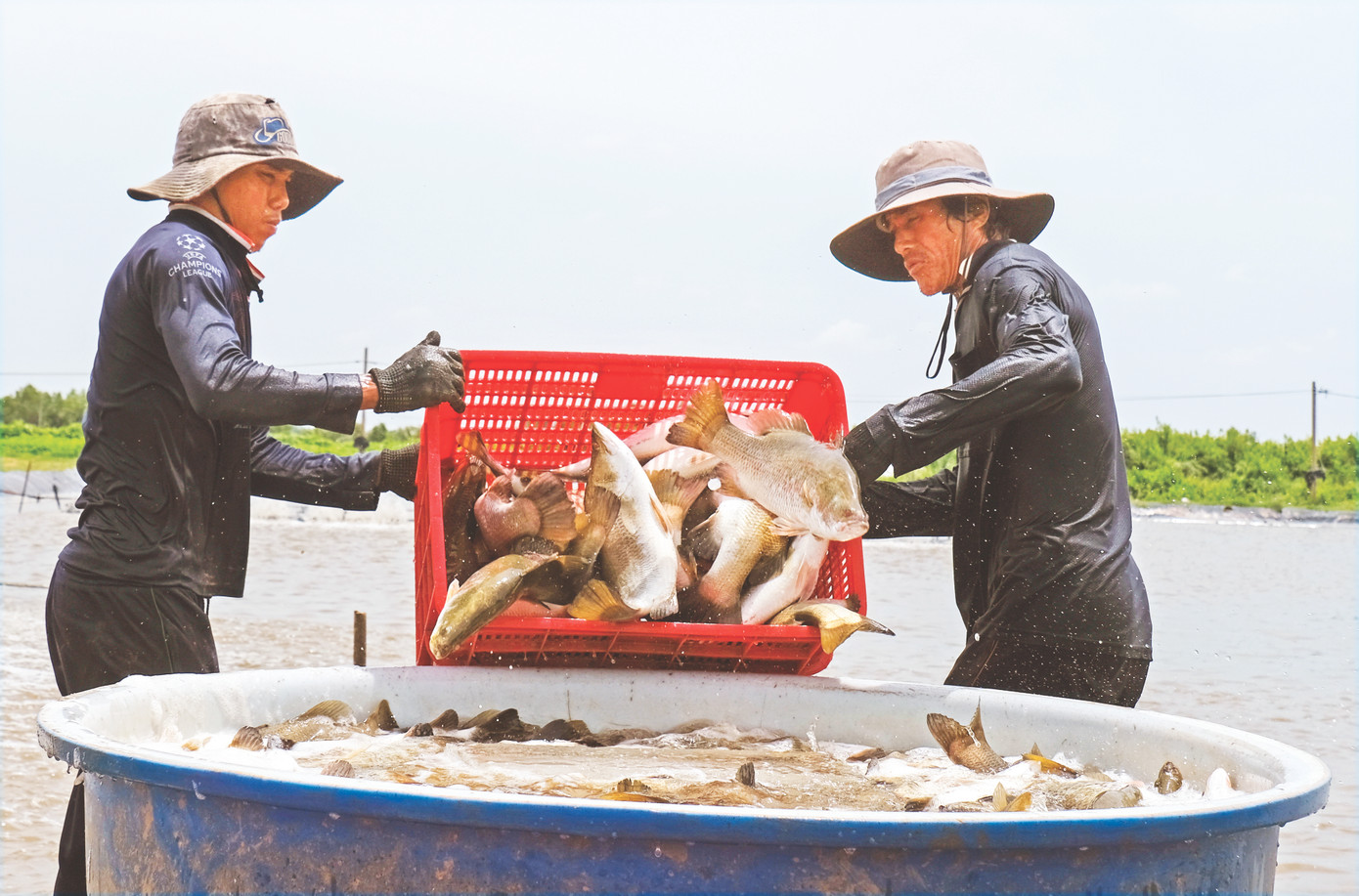 Cá chẽm đang trở thành mặt hàng xuất khẩu mới Ảnh: Nguyên Anh