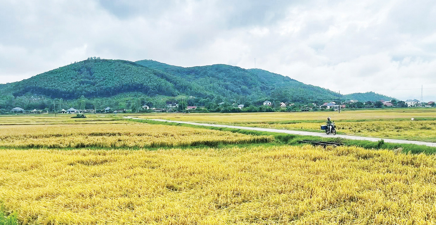 Cánh đồng Xuyên Cẩm 2025 Ảnh: Trần Nguyễn Anh Cánh đồng Xuyên Cẩm 2025 Ảnh: Trần Nguyễn Anh