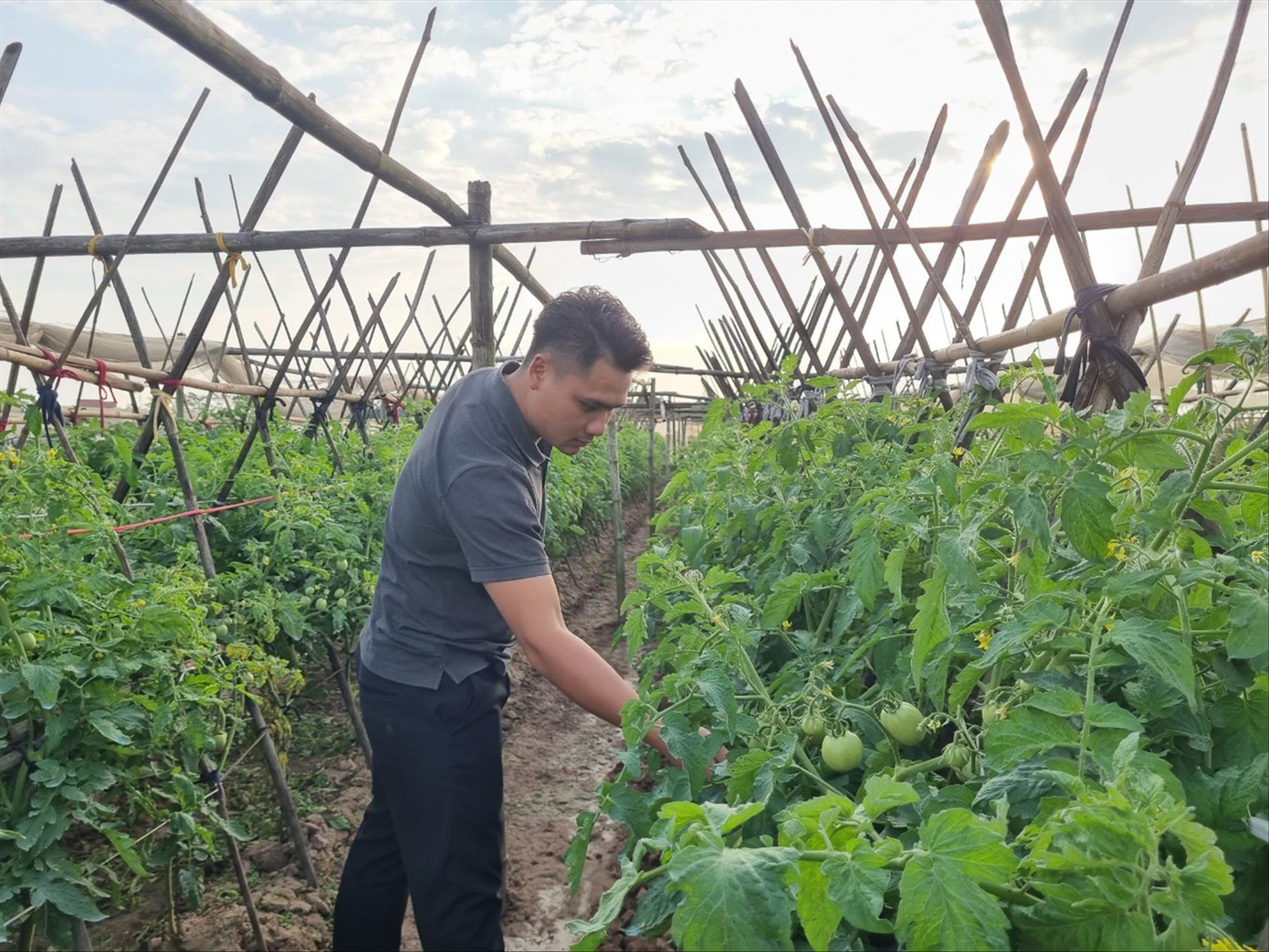 Tạ Duy Cường kiểm tra chất lượng rau trên cánh đồng tổ 17, phường Đồng Mai