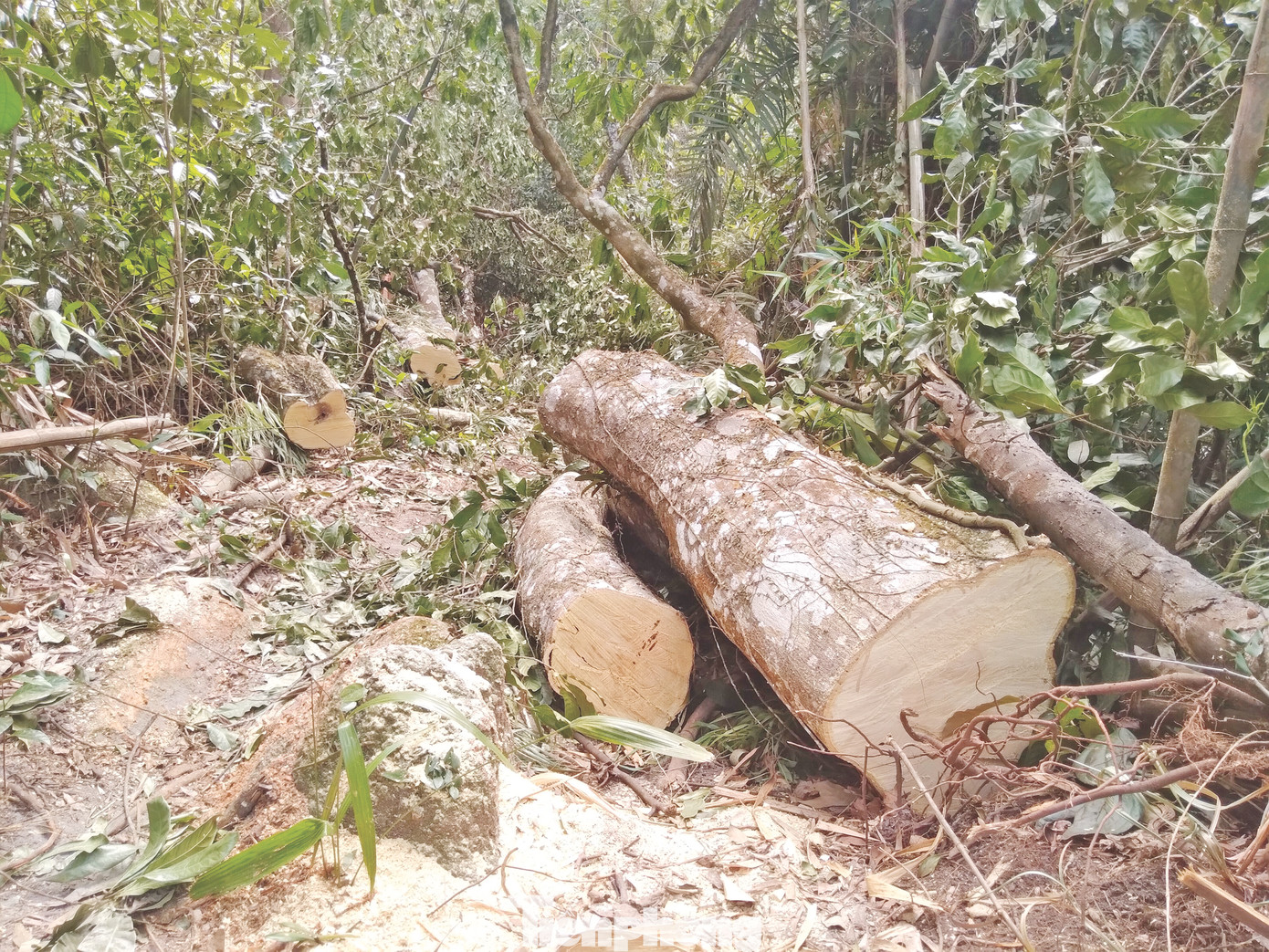 Từ phản ánh của Tiền Phong, Cơ quan Công an khởi tố 2 vụ án “Vi phạm quy định về khai thác, bảo vệ rừng và lâm sản” rừng Tây Yên Tử. Ảnh: Nguyễn Thắng