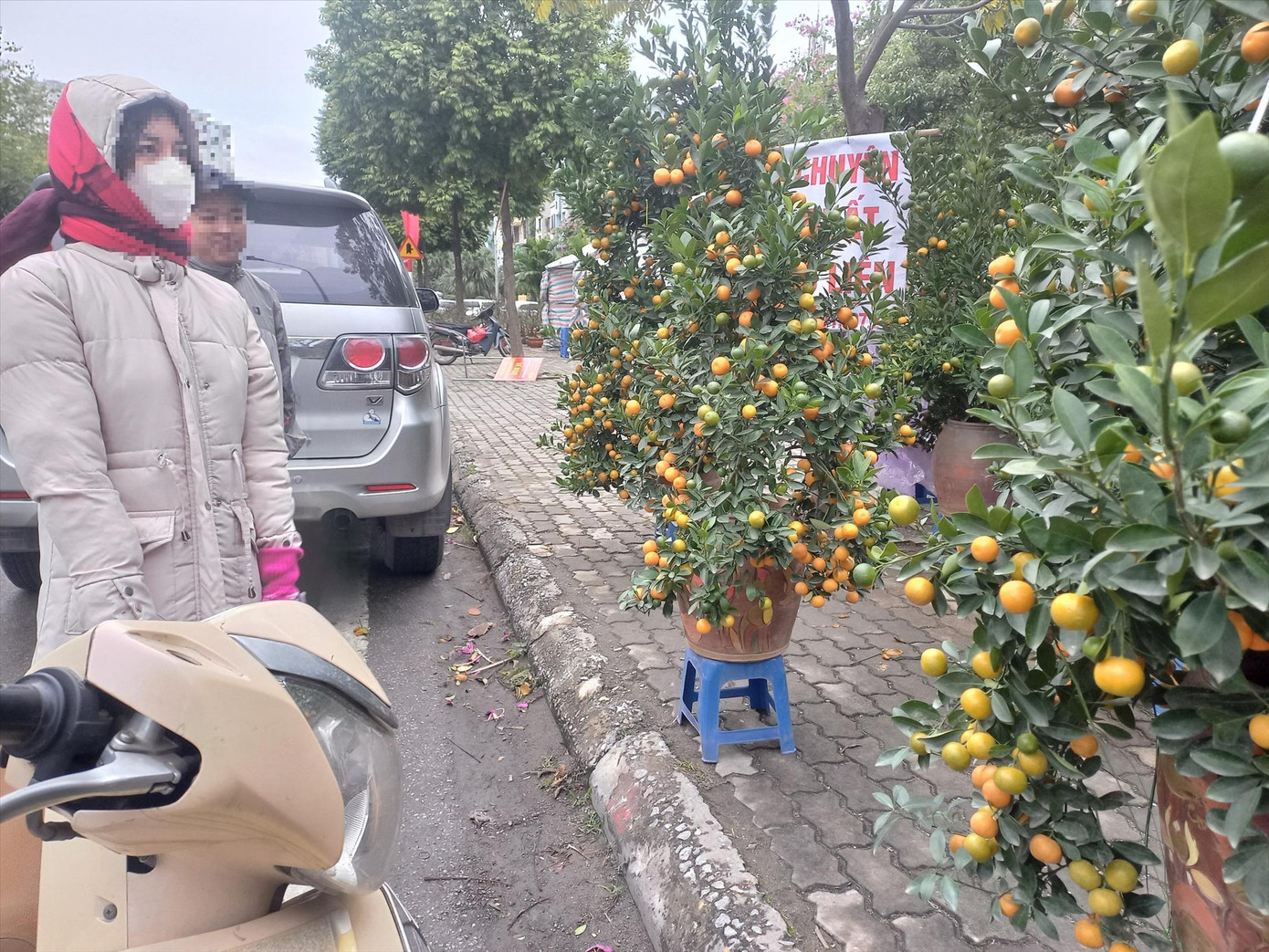 Vỉa hè nhiều tuyến phố đã được cho thuê kinh doanh hoa cây cảnh dịp Tết