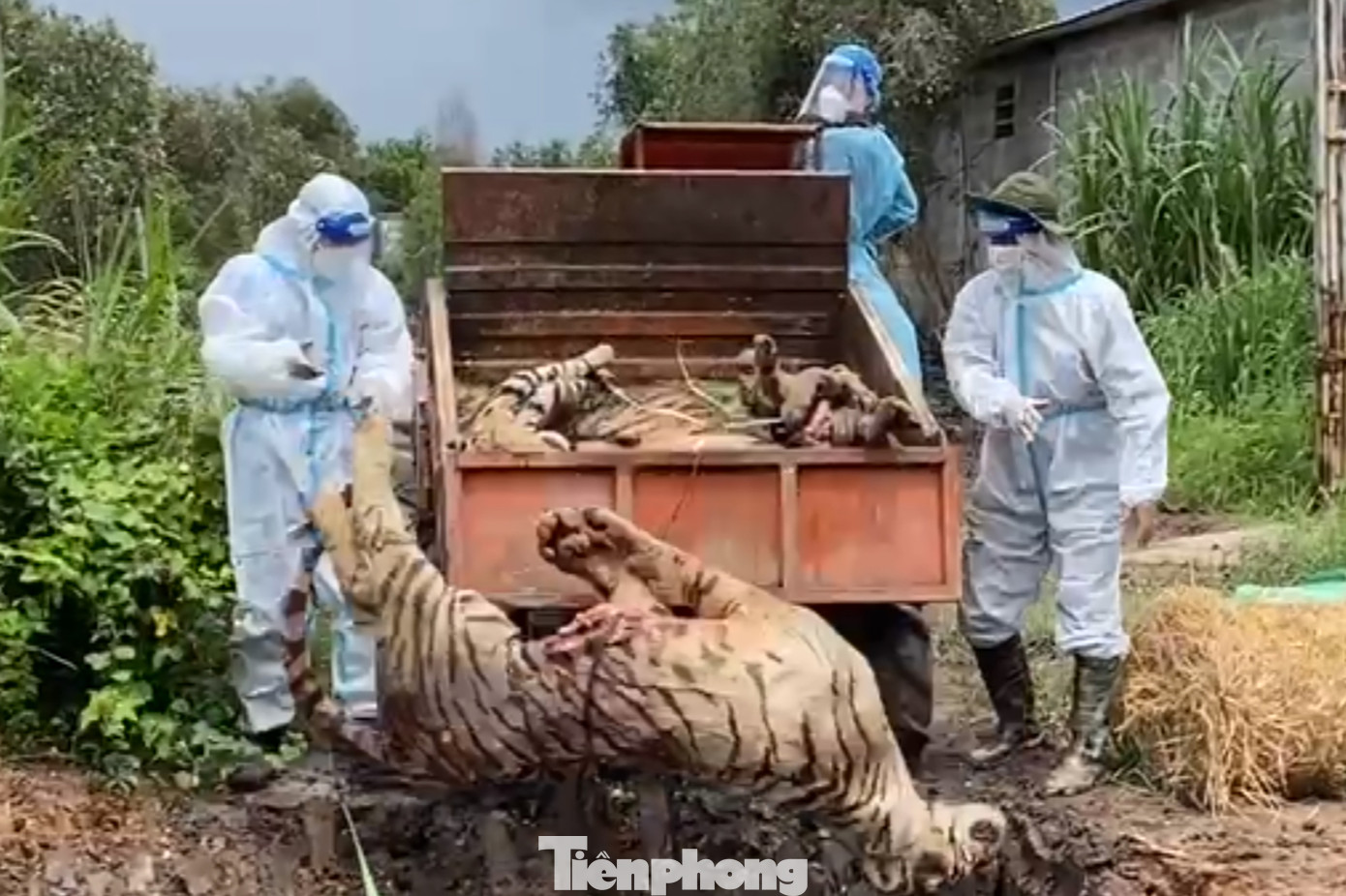 Tiêu hủy bằng hình thức đốt, chôn lấp tại vườn thú Mỹ Quỳnh