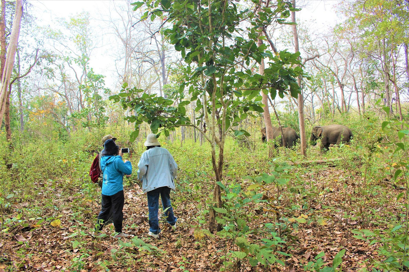 Du khách phải giữ khoảng cách an toàn khi vào rừng thăm voi Du khách phải giữ khoảng cách an toàn khi vào rừng thăm voi