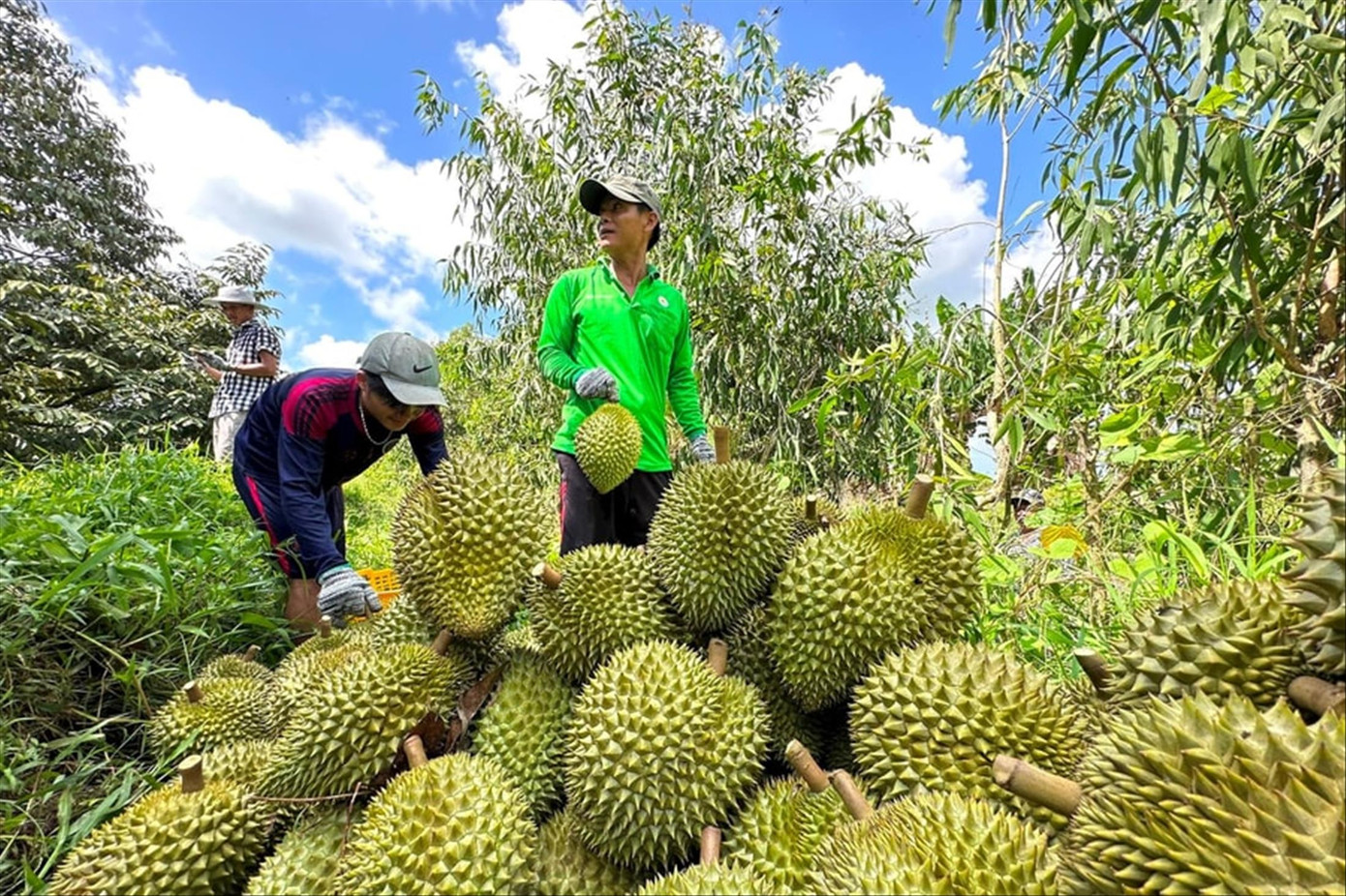 Người dân trông chờ hướng dẫn sớm của cơ quan chức năng để sầu riêng đảm bảo yêu cầu. Người dân trông chờ hướng dẫn sớm của cơ quan chức năng để sầu riêng đảm bảo yêu cầu.