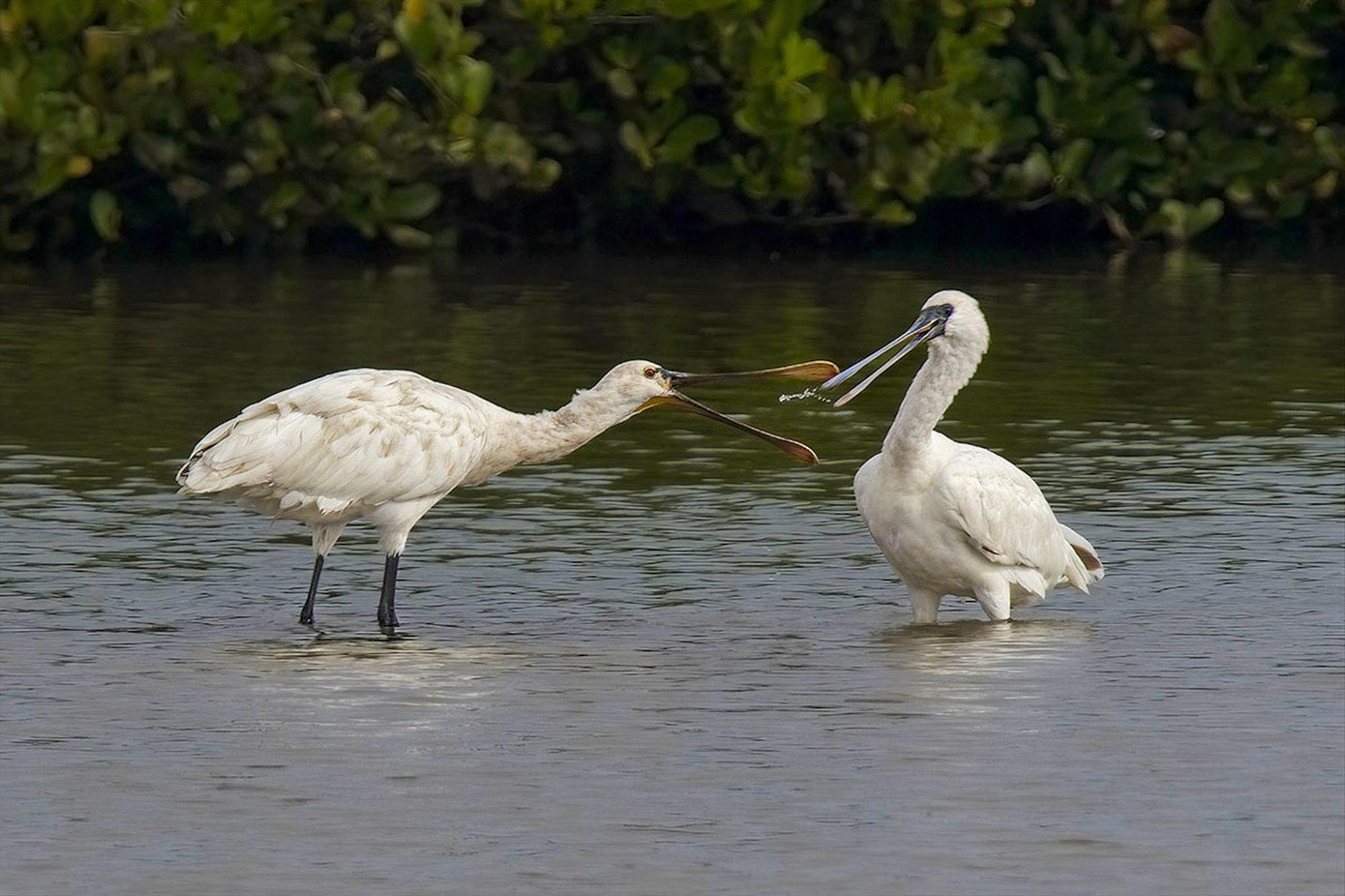 Bức Giao lưu cò thìa Á - Âu của tác giả Lê Đức Hiền giành giải Nhất cuộc thi