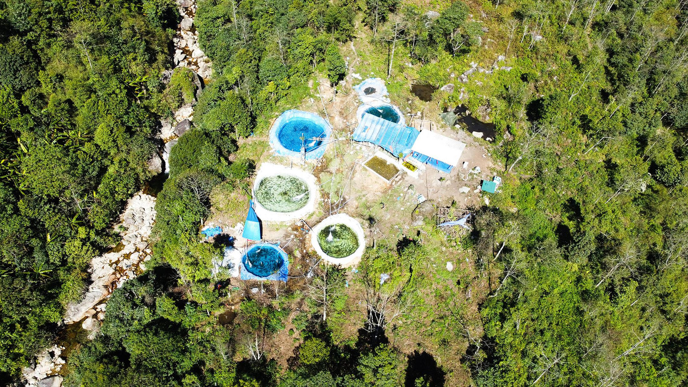 Rừng bị đào bới nuôi cá nước lạnh.