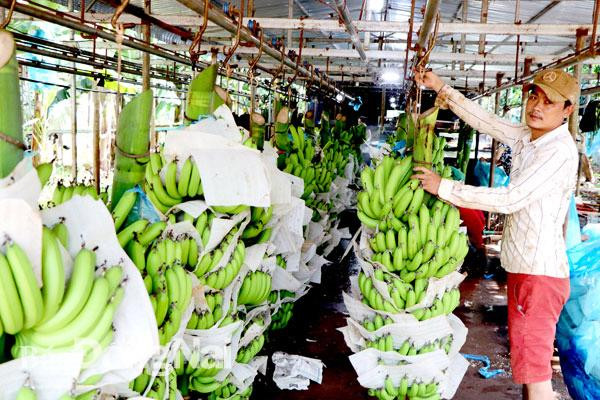 Nhiều DN Việt Nam trước nay làm ăn với Trung Quốc theo đường tiểu ngạch nên lần đầu tiên tiếp cận đến những quy định mới, khắt khe rất dễ bị mắc lỗi