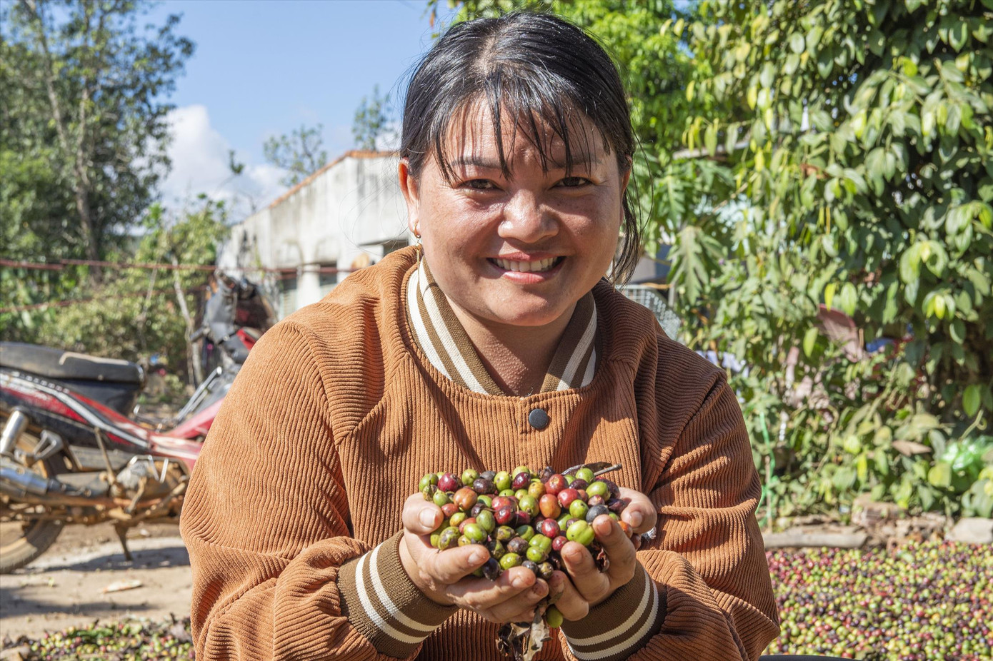 Niềm vui được mùa cà phê. Ảnh: Văn Chương.. Niềm vui được mùa cà phê. Ảnh: Văn Chương..