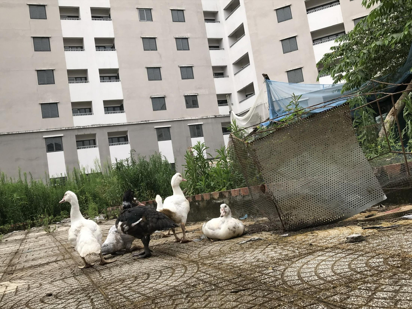 Gà vịt được nuôi trong khuôn viên khu tái định cư Trần Phú (Hoàng Mai, Hà Nội) - Ảnh: Trường Phong