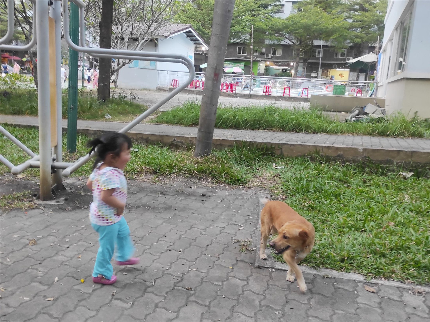 Chó thả rông ở khu vực vui chơi trẻ em trong khuôn viên chung cư Ehome3 (TPHCM) Ảnh: H.H