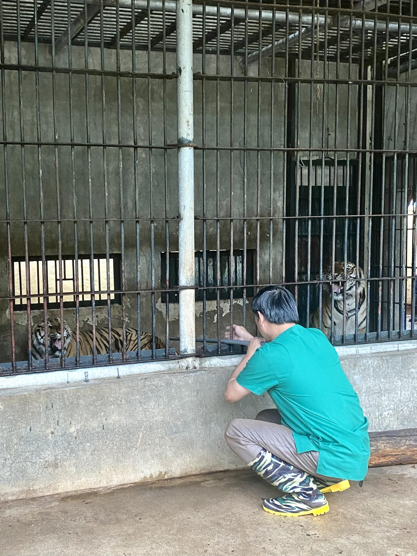 Tiêm vắc-xin cho hổ - công việc không dành cho người yếu tim