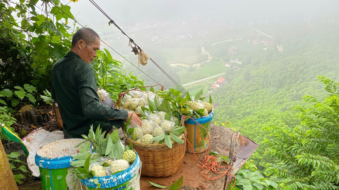 Vận chuyển na xuống núi Ảnh: Hoàng Huy Vận chuyển na xuống núi Ảnh: Hoàng Huy