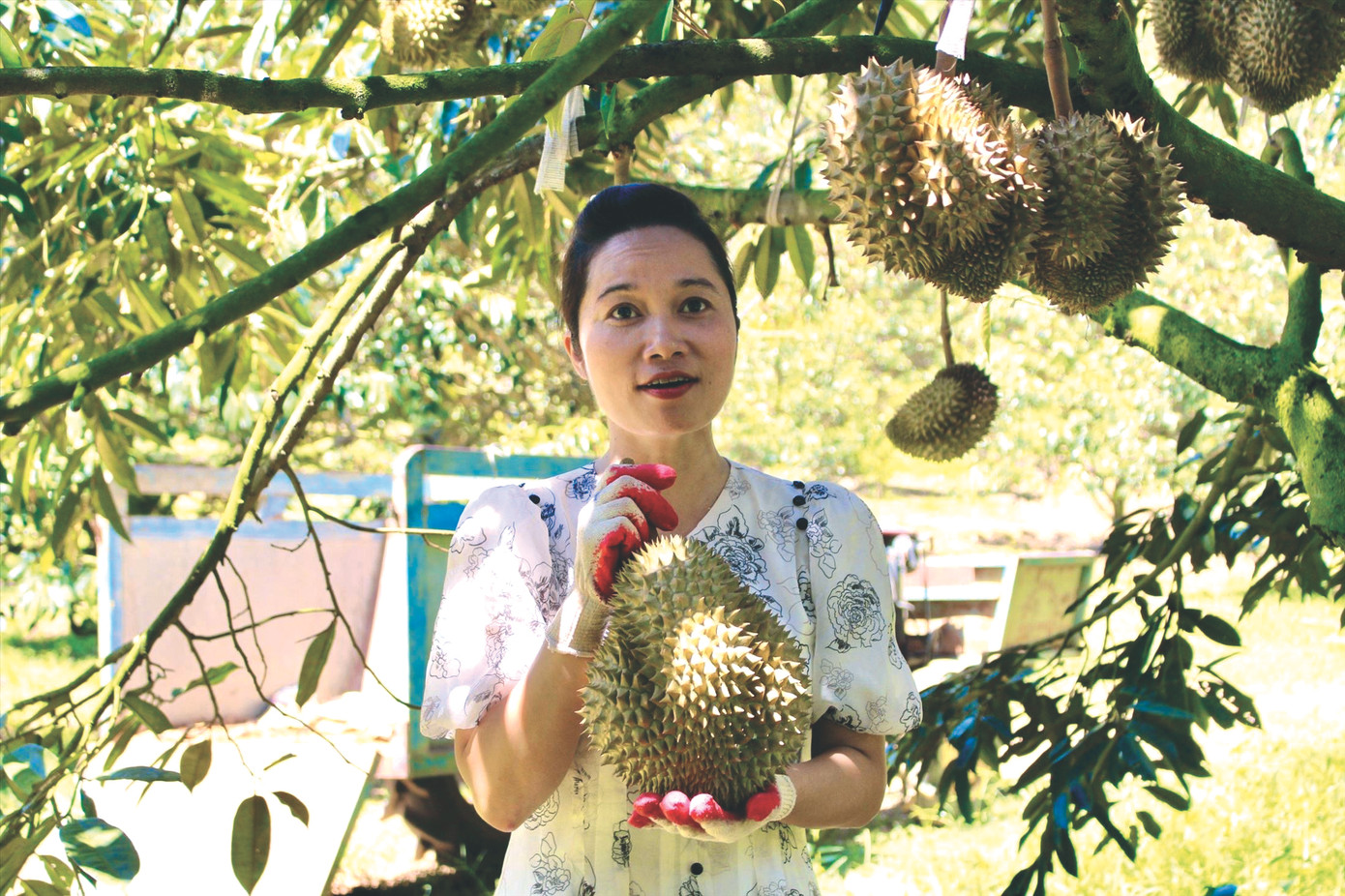 Những trái sầu riêng tươi ngon được thu hoạch tại vườn
