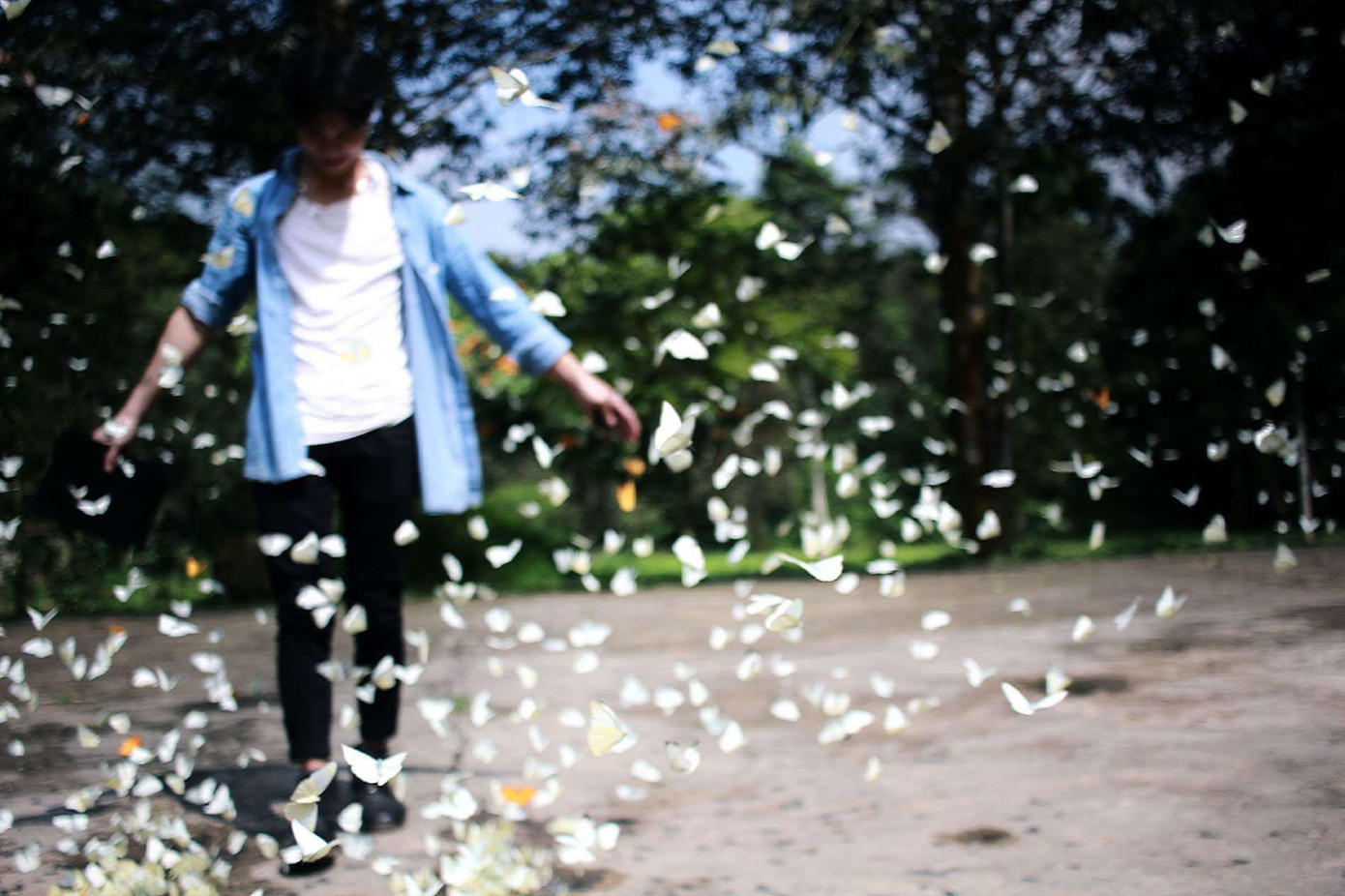 Mùa bướm ở Cúc Phương