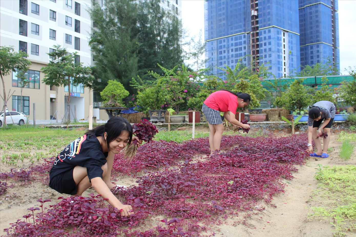 Ngoài việc học, các em tham gia nhiều hoạt động thú vị, trong đó có làm vườn Ngoài việc học, các em tham gia nhiều hoạt động thú vị, trong đó có làm vườn