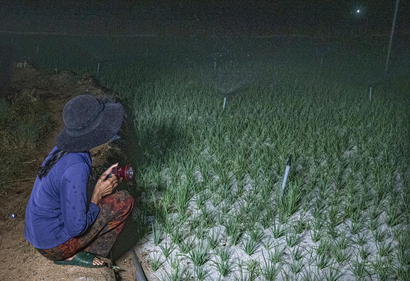 Một phụ nữ ngồi canh tưới nước vào lúc nửa đêm Ảnh: Văn Chương Một phụ nữ ngồi canh tưới nước vào lúc nửa đêm Ảnh: Văn Chương