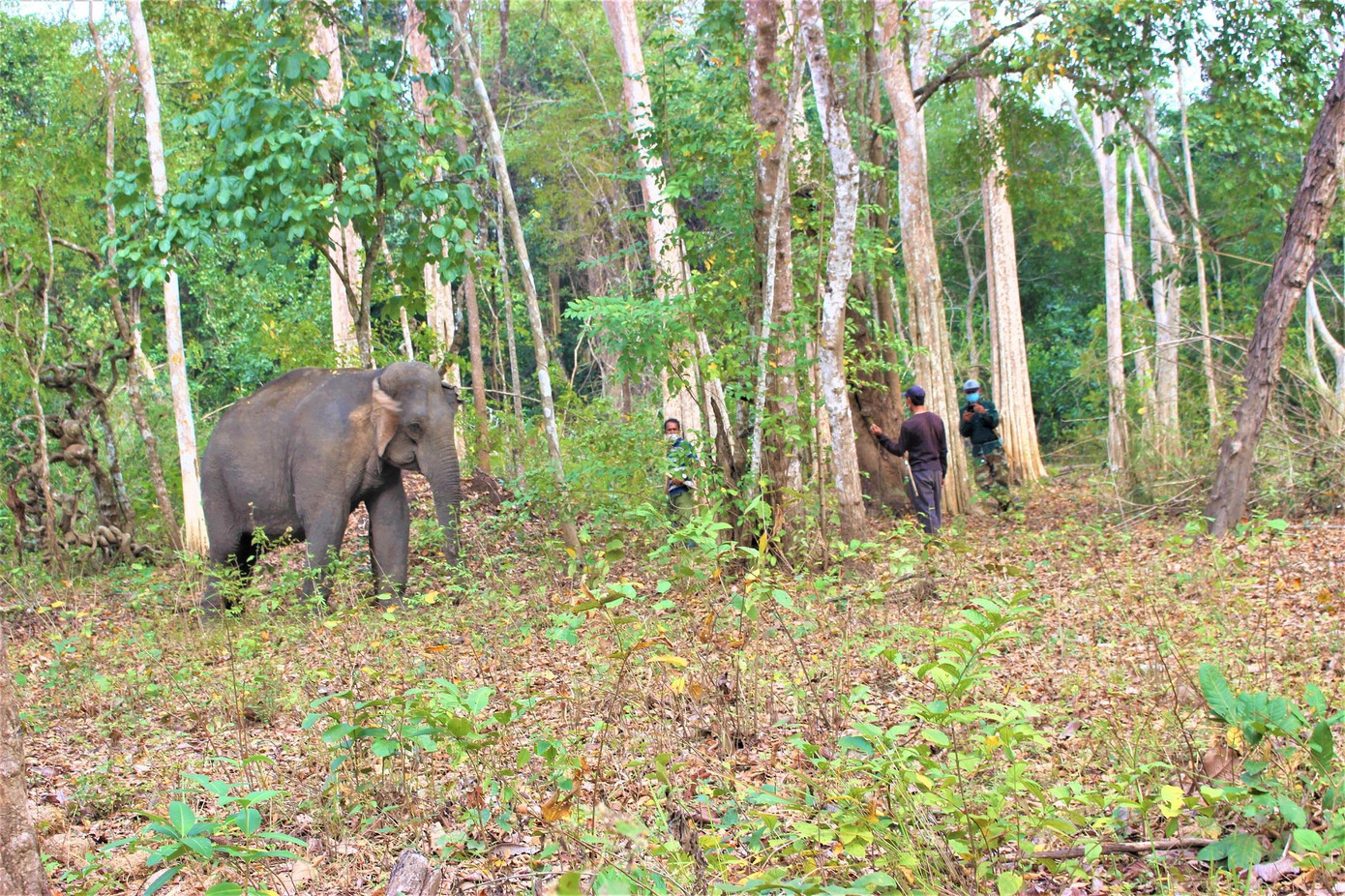 Voi được đưa vào rừng, tham gia mô hình du lịch thân thiện Voi được đưa vào rừng, tham gia mô hình du lịch thân thiện