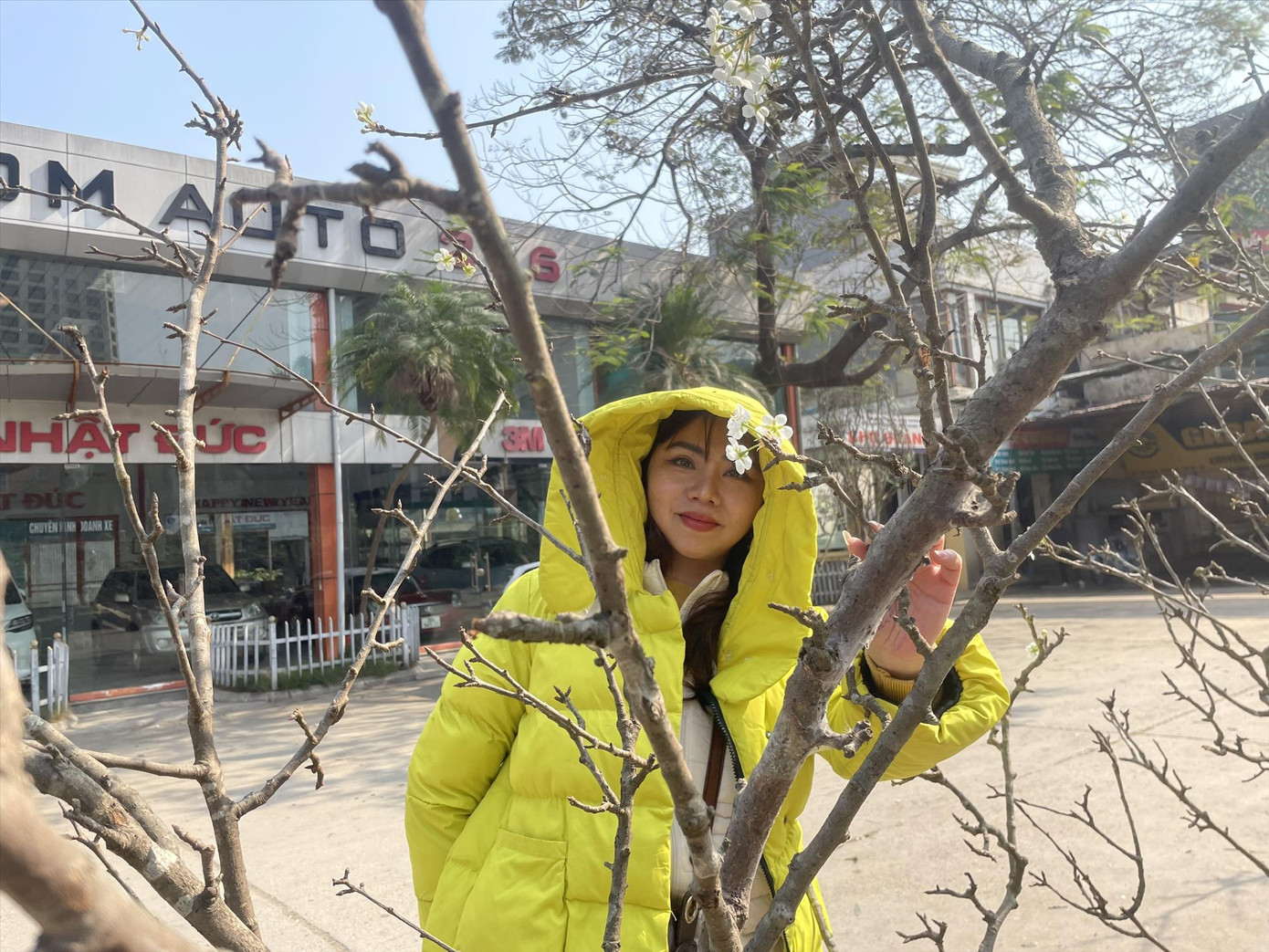 Khách hàng ngắm, mua hoa lê nở ở chợ Quảng Bá Khách hàng ngắm, mua hoa lê nở ở chợ Quảng Bá