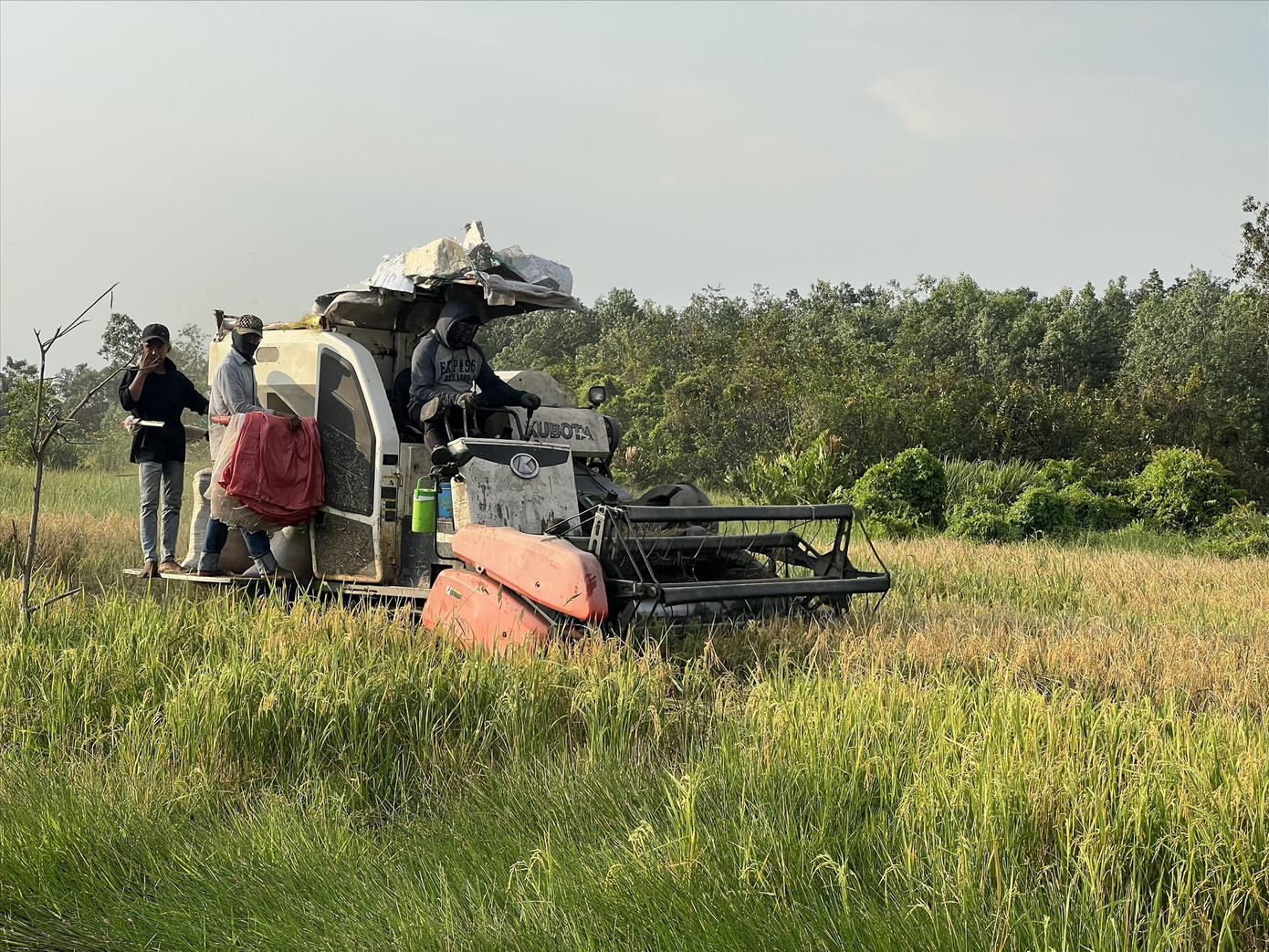 Máy gặt liên hợp trên cánh đồng tại phường Tân Tạo A, quận Bình Tân Máy gặt liên hợp trên cánh đồng tại phường Tân Tạo A, quận Bình Tân