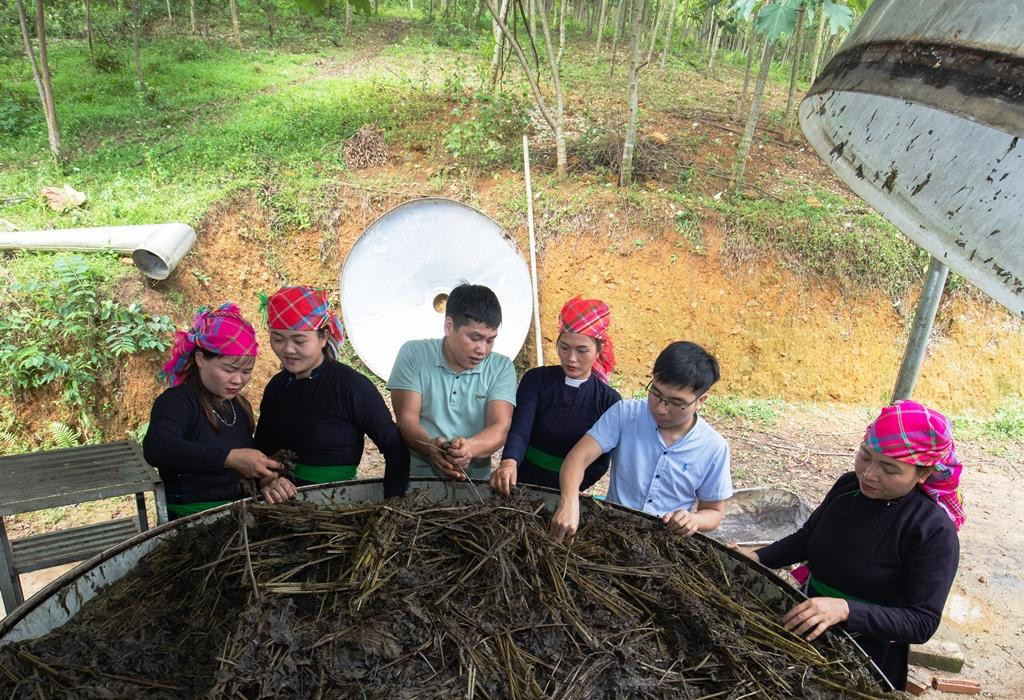 Sau khi thu hoạch, tía tô được chiết xuất thành tinh dầu và sản xuất ra các sản phẩm trà tía tô, cao tía tô, tinh dầu tía tô, nước cất tía tô