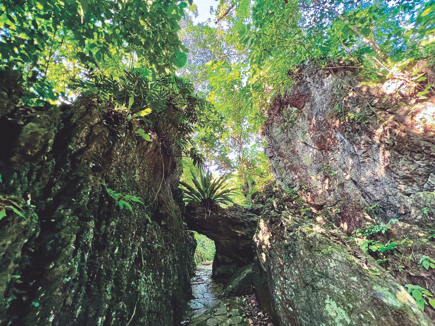 Một lối đi “thuận theo rừng” do vợ chồng Rua thiết kế