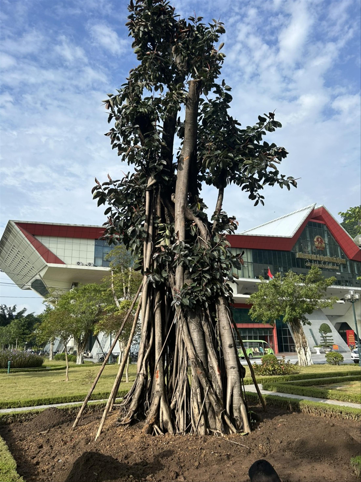 Cây đa xanh tốt tại cửa khẩu quốc tế Hữu Nghị. Ảnh: Duy Chiến