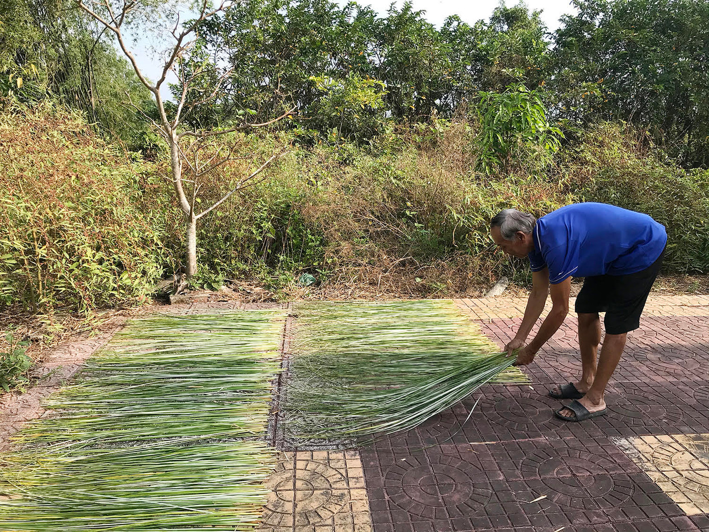 Ông Nguyễn Văn Trần Vũ phơi sợi lác để làm chiếu Cà Mau Ông Nguyễn Văn Trần Vũ phơi sợi lác để làm chiếu Cà Mau
