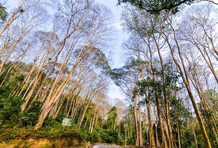 Góc rừng săng lẻ Tương Dương