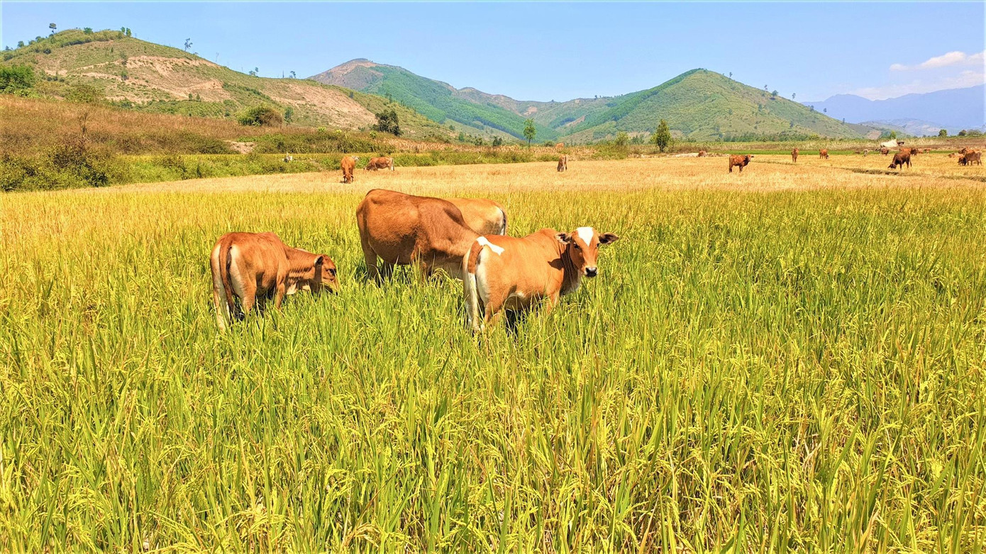 Người dân Đắk Lắk bỏ ruộng lúa cho bò ăn