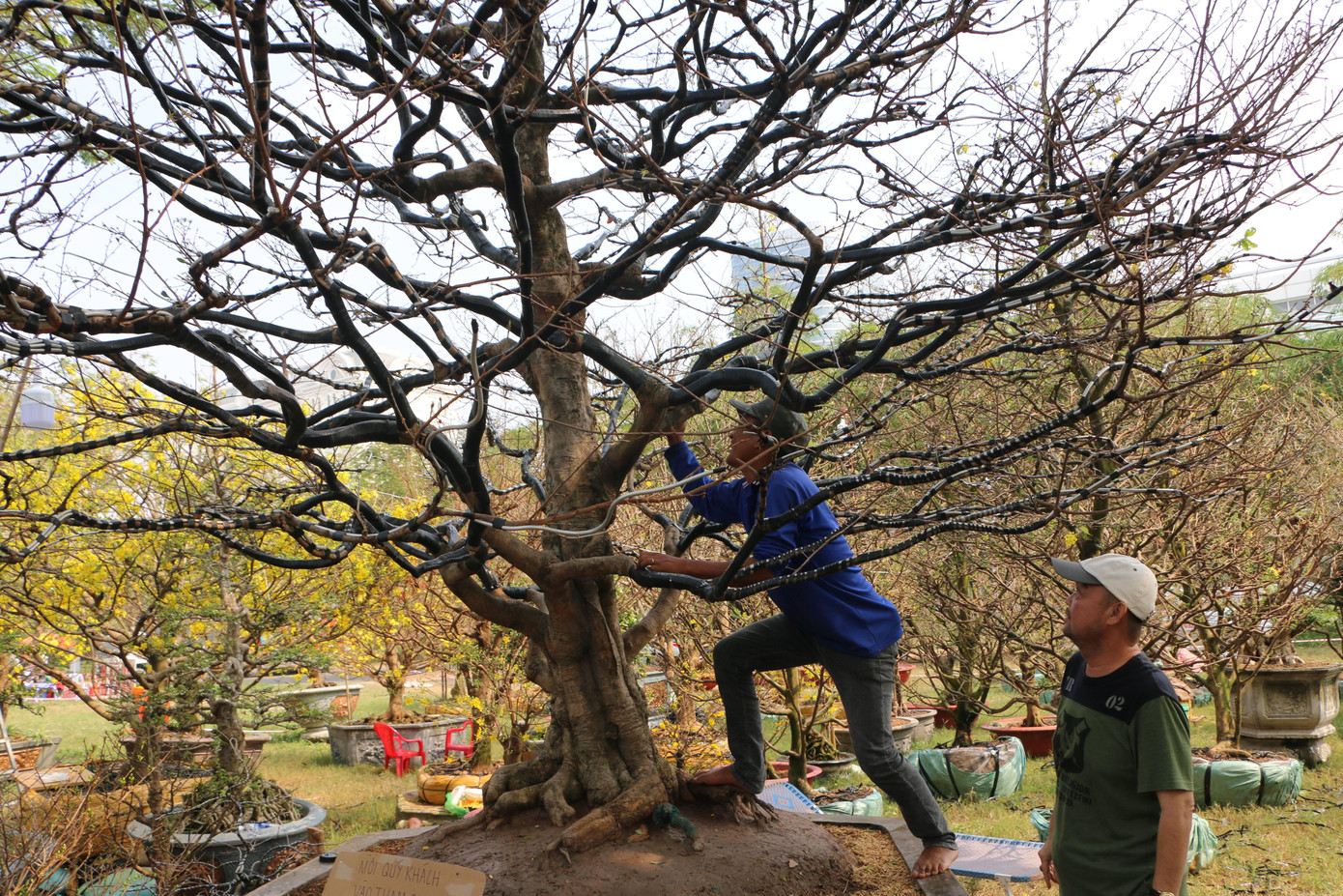 Anh Bành Duy Hải (ngoài cùng bên phải) cùng người thợ chăm sóc cho cây mai vàng “cụ” giá 4 tỷ đồng. Ảnh: Hữu Huy