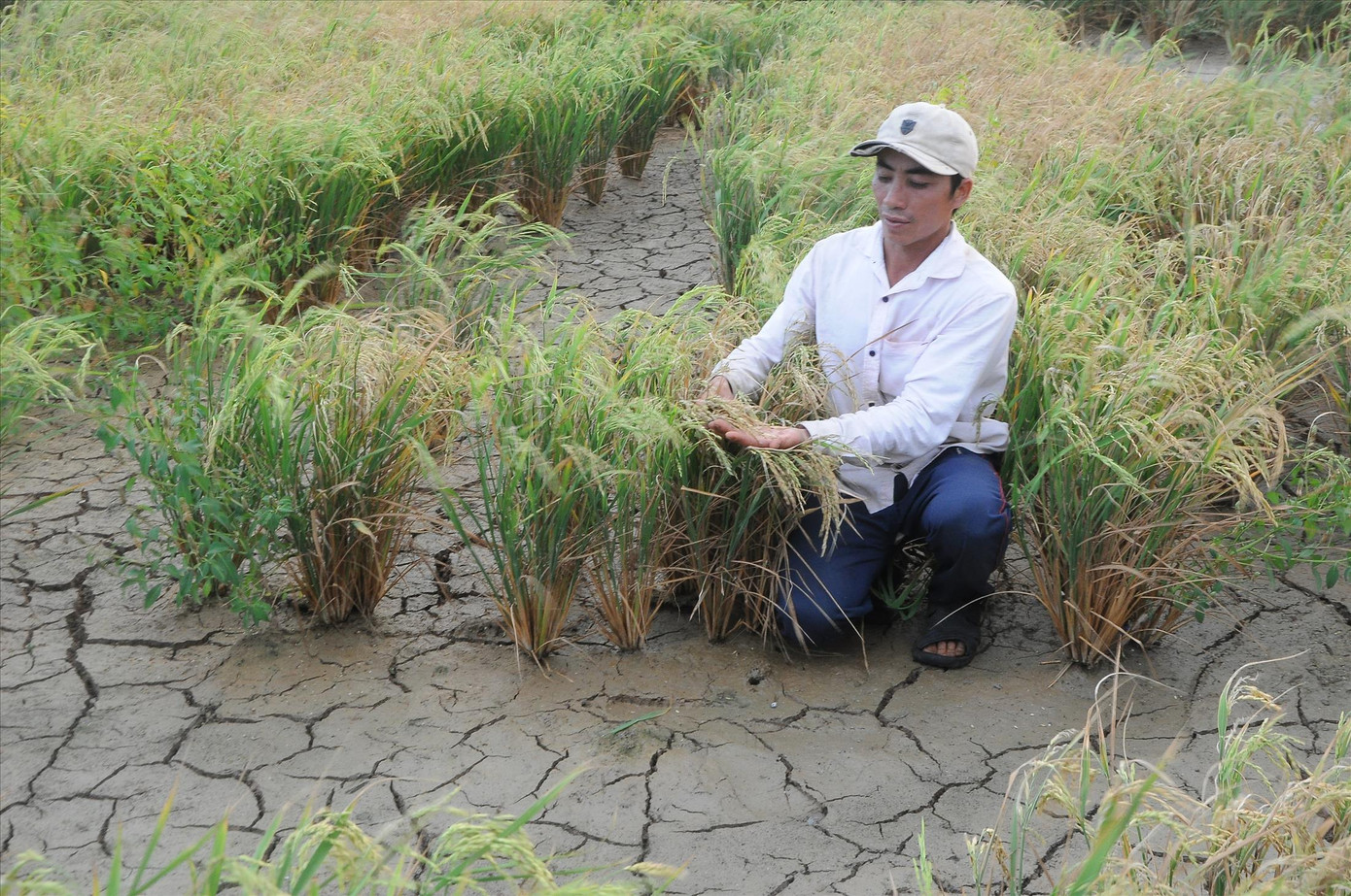 Hạn hán, xâm nhập mặn mùa khô 2023-2024 ở ĐBSCL dự báo gay gắt - ẢNH: CẢNH KỲ